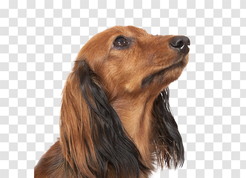 Dog Breed Irish Setter Field Spaniel Dachshund Companion Transparent PNG