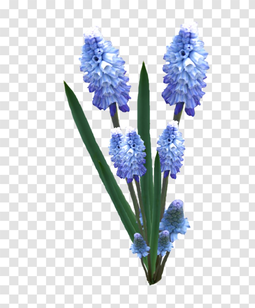English Lavender Hyacinth Cut Flowers Plant Stem - Ski Facility Transparent PNG