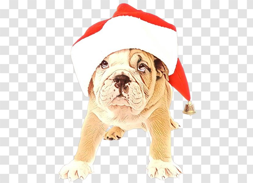 Christmas Santa Claus - White English Bulldog - Molosser Australian Transparent PNG