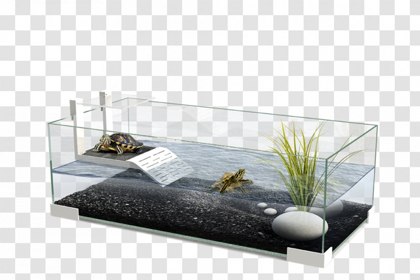 Turtle Reptile Aquarium Lizard Terrarium Transparent PNG