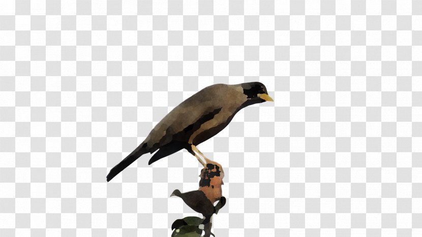 Common Myna Finches Beak Myna Transparent PNG