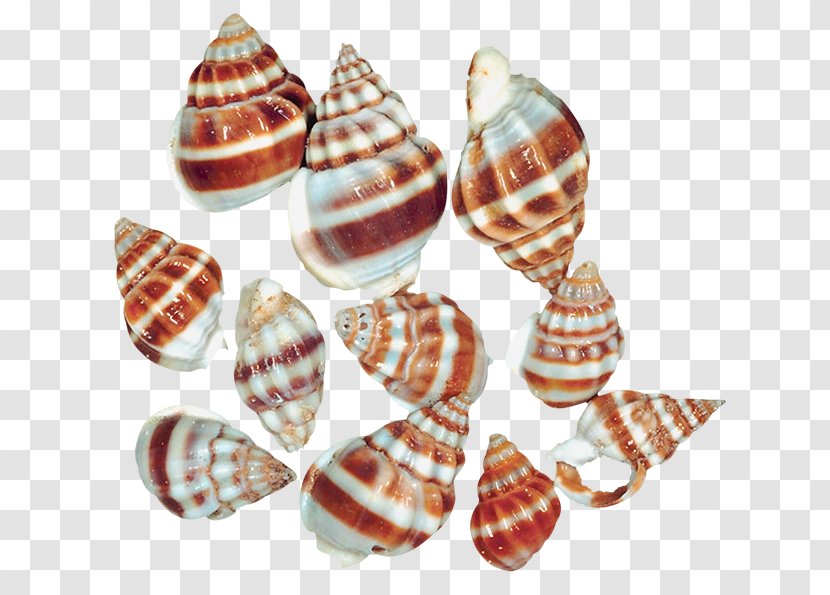 Seashell Sea Snail Clip Art - Transparent Shells Clipart Transparent PNG