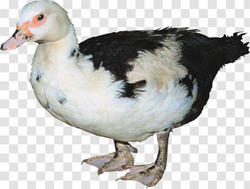 Bird Domestic Duck Cygnini Hamster - Ducks Geese And Swans Transparent PNG