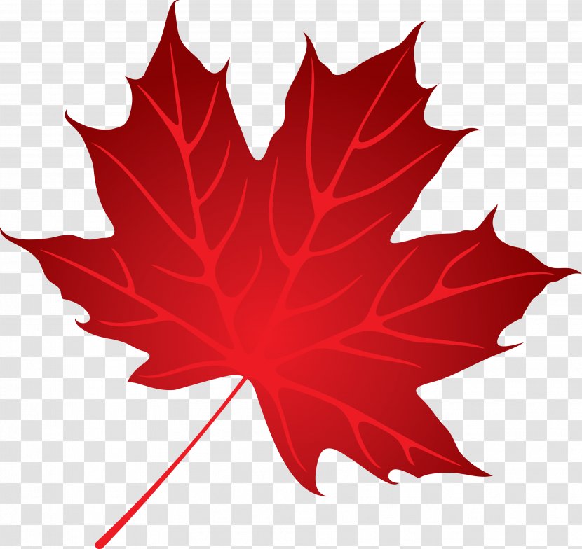 Maple Leaf Tree - Green - Leaves Transparent PNG