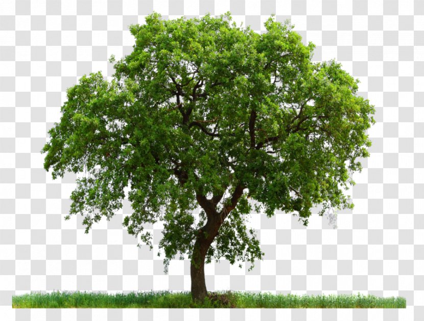 Computer File - Editing - Tree Image, Free Download, Picture Transparent PNG