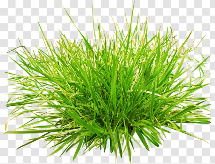 Grasses Clip Art - Grass Family - Green Plant Transparent PNG
