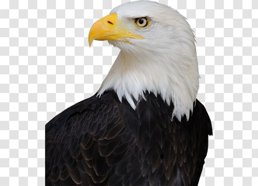 America's Bald Eagle United States Bird Endangered Species Act Of 1973 Transparent PNG