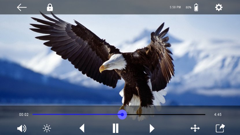 Bird Bald Eagle High-definition Television Desktop Wallpaper - Fauna - Falcon Transparent PNG