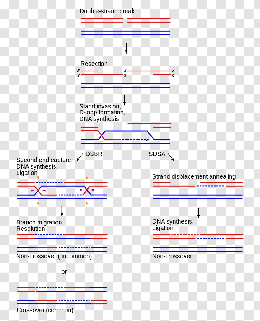 Holliday Junction Chromosomal Crossover Synthesis-dependent Strand Annealing Homologous Recombination DNA - Dna - HR Open Day Transparent PNG