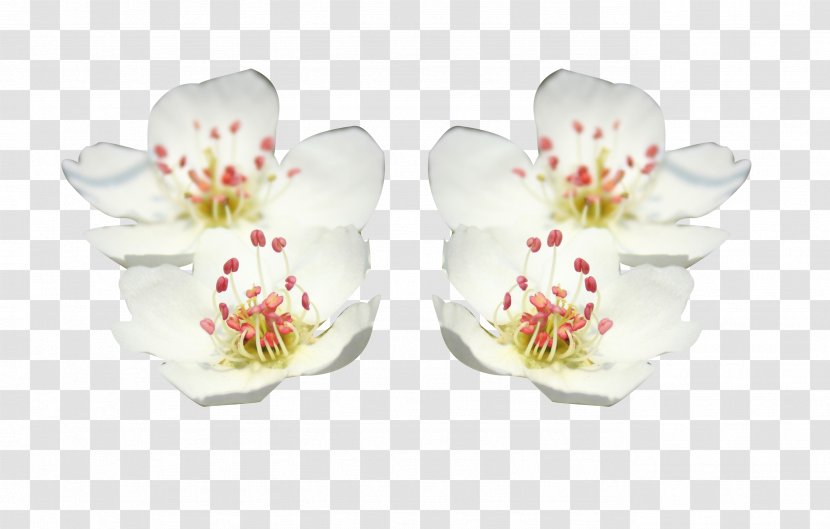 Petal Flower - Pear Picture Material Transparent PNG