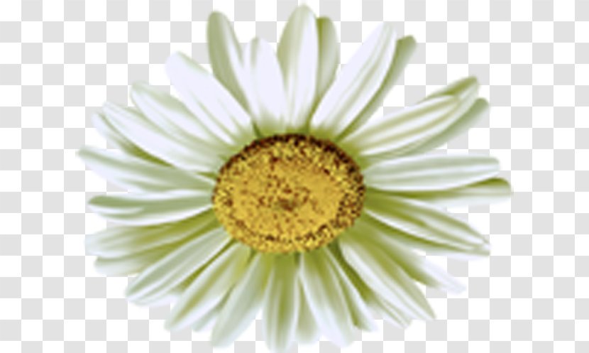 Common Daisy Chamomile - Flowering Plant - Camomile Flower Transparent PNG