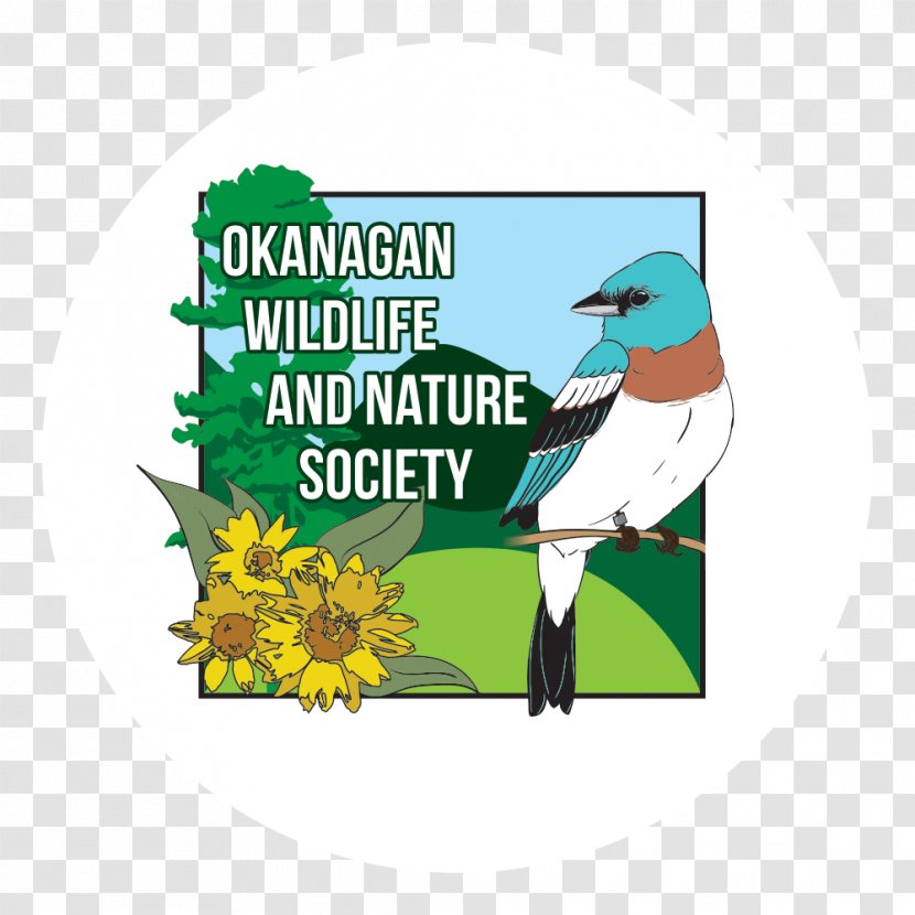 Okanagan Lake Meadowlark Nature Festival Kelowna - Bird - Microgreens Transparent PNG