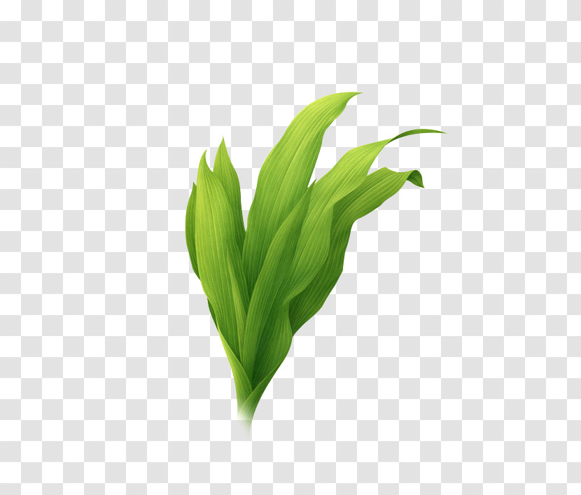 Leaf Lily Of The Valley Green Plant Flower Transparent PNG