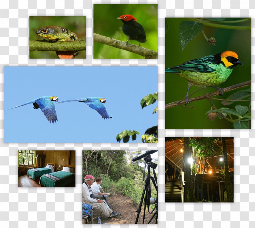 Macaw La Paz Ecosystem Fauna Nick's Adventures Bolivia - Organism - Amazon Rainforest Transparent PNG