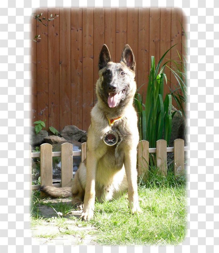 Dog Breed Siberian Husky East Laika West Tamaskan - Shiloh Shepherd - Malinois Transparent PNG