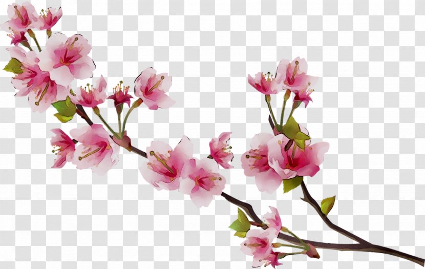 Cherry Blossom Image Flower - Plant - Pink Flowers Transparent PNG
