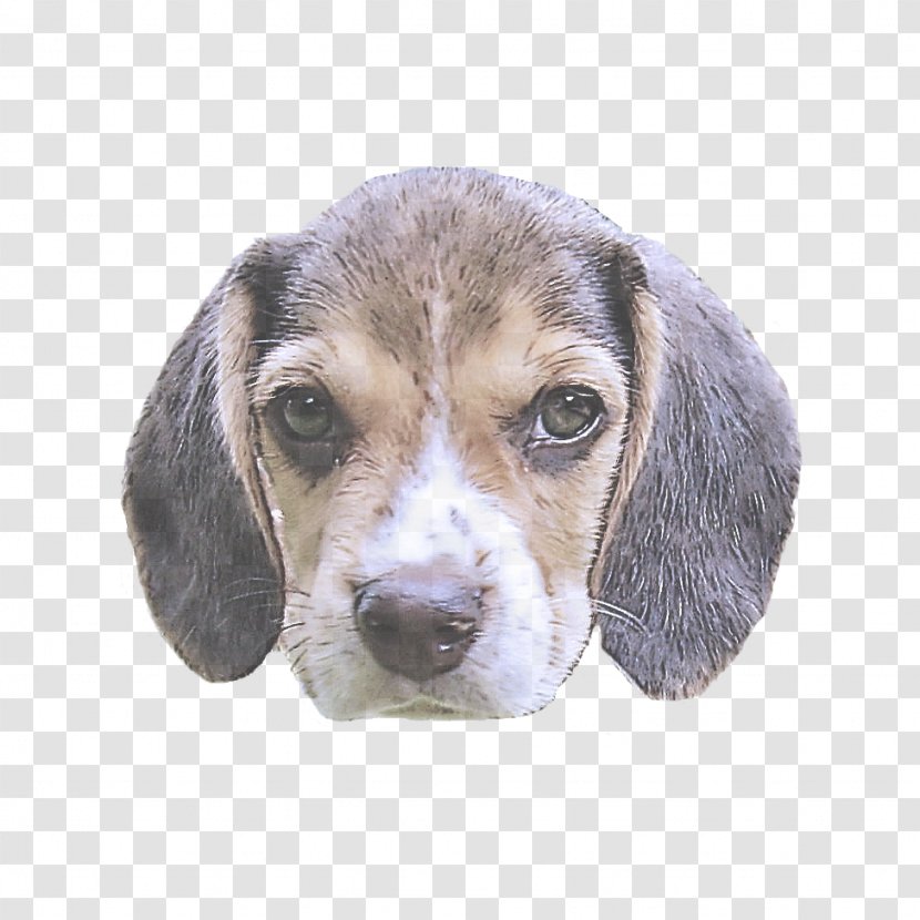 Dog Beagle Puppy Pocket Snout Transparent PNG