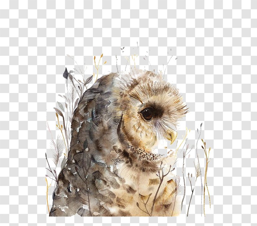 Owl Watercolor Painting Art - Beak - Painted Transparent PNG