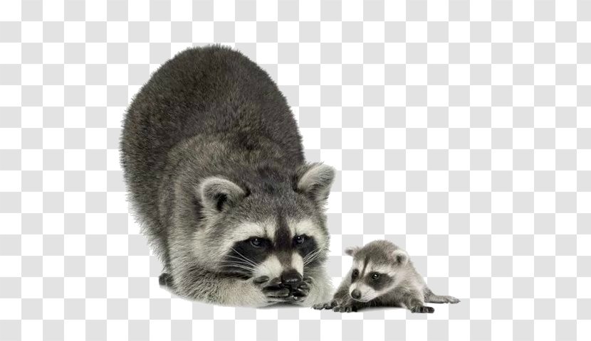 Raccoon Clip Art - Wildlife Transparent PNG