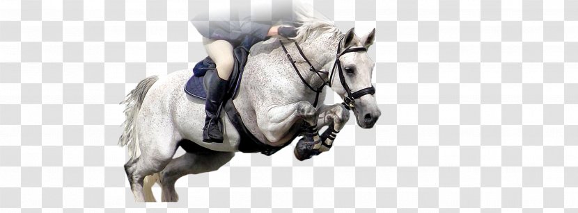 Horse Bridle Pony Equestrian English Riding - Rein - Faded Transparent PNG