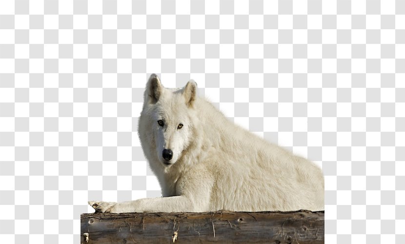 Alaskan Tundra Wolf Wildlife Fauna Snout Gray - Dog Like Mammal Transparent PNG