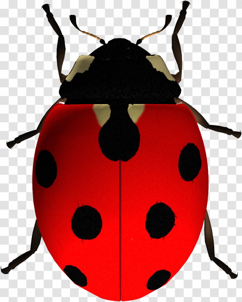 Insect Ladybird Beetle Clip Art Transparent PNG