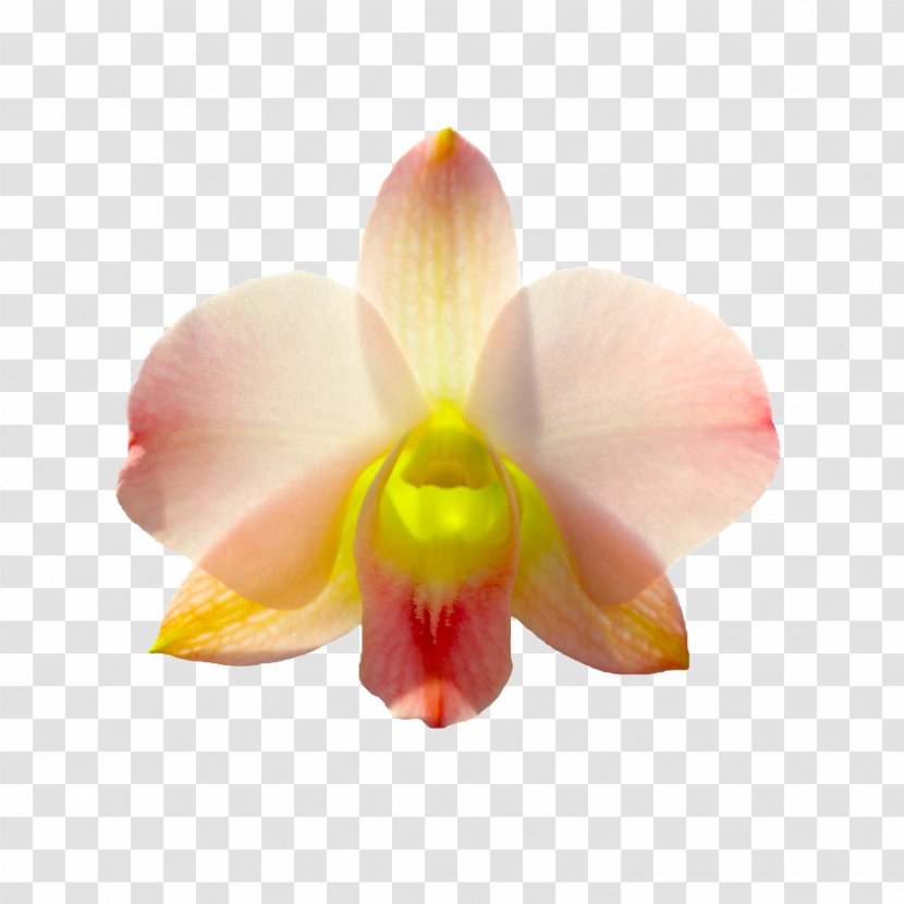 Moth Orchids Rhynchostylis Cattleya Flower Odontoglossum - Auglis - Bouquet Transparent PNG