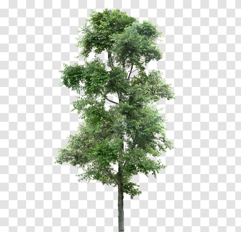 Tree Populus Nigra Transparency And Translucency - Conifer - Arboles Transparent PNG