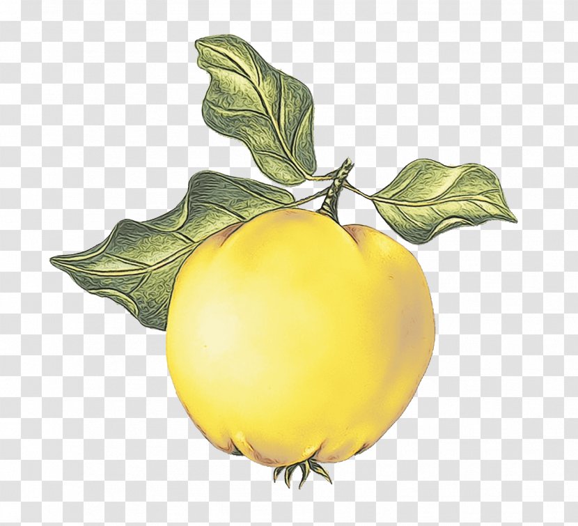 Lemon Tree - Flower - Citrus Vegetarian Food Transparent PNG