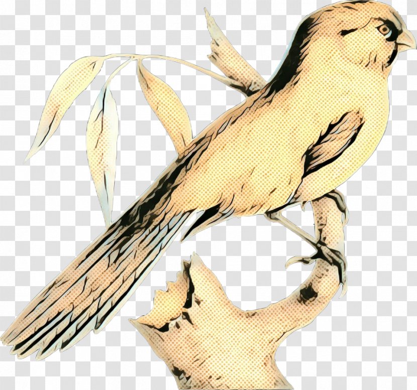 Vintage Background - Cockatiel - Wildlife Transparent PNG