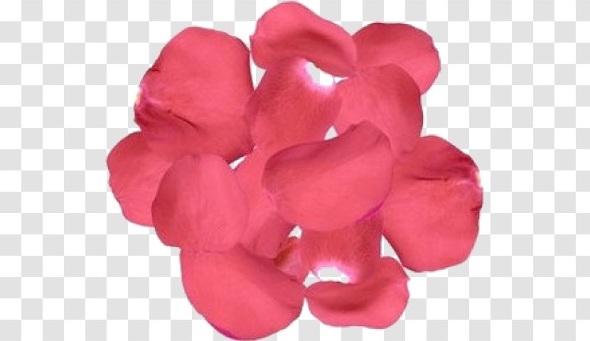 Garden Roses Flower Bouquet Petal Cut Flowers - Bride Transparent PNG