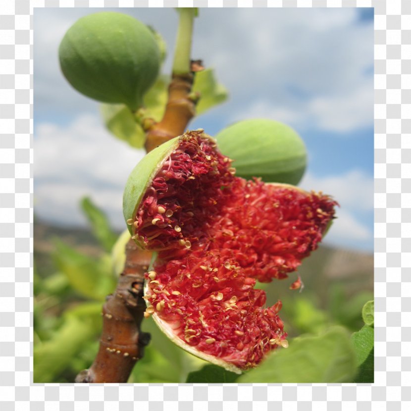 Fruit - Fig Photography Transparent PNG