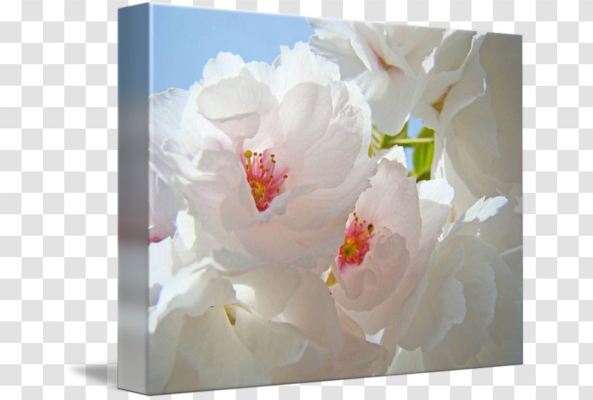 Floral Design Cut Flowers Flower Bouquet Peony Transparent PNG
