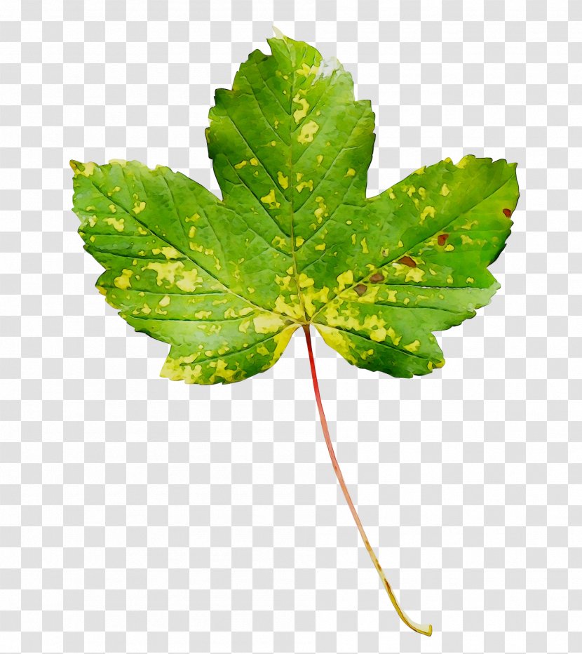 Leaf Plant Stem Plants - Cinquefoil Transparent PNG