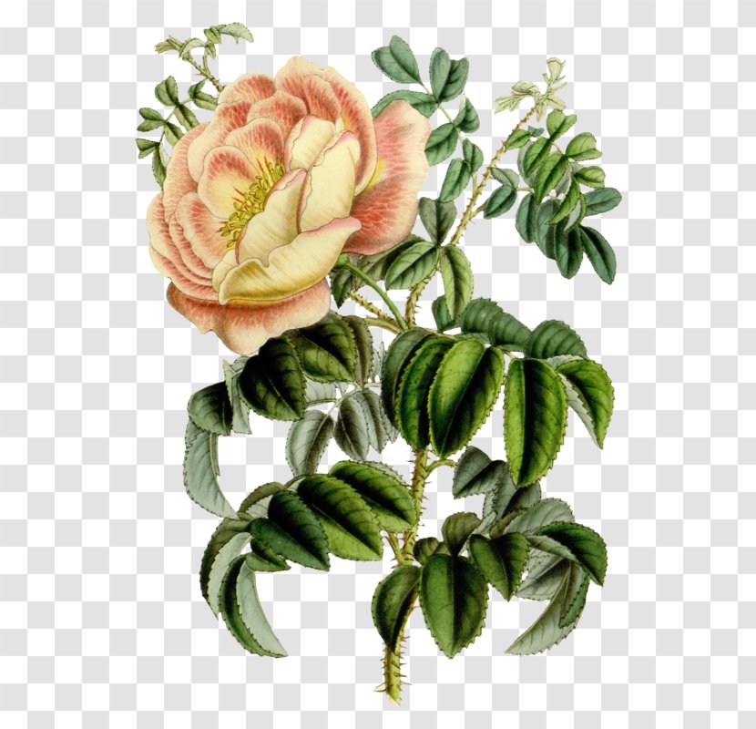 Botanical Illustration Botany Garden Flower - Art Transparent PNG