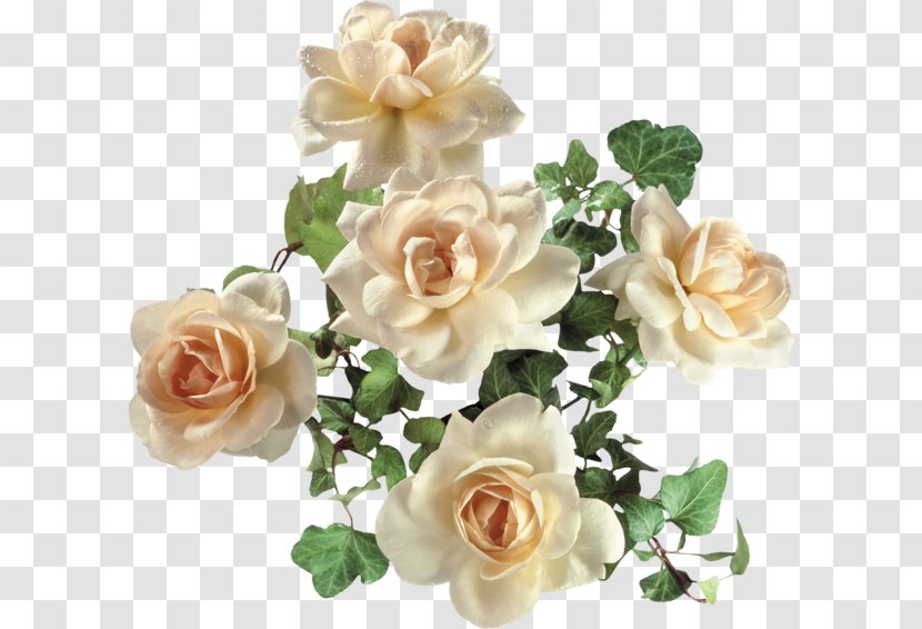 Garden Roses Clip Art - Floral Design - Rose Transparent PNG