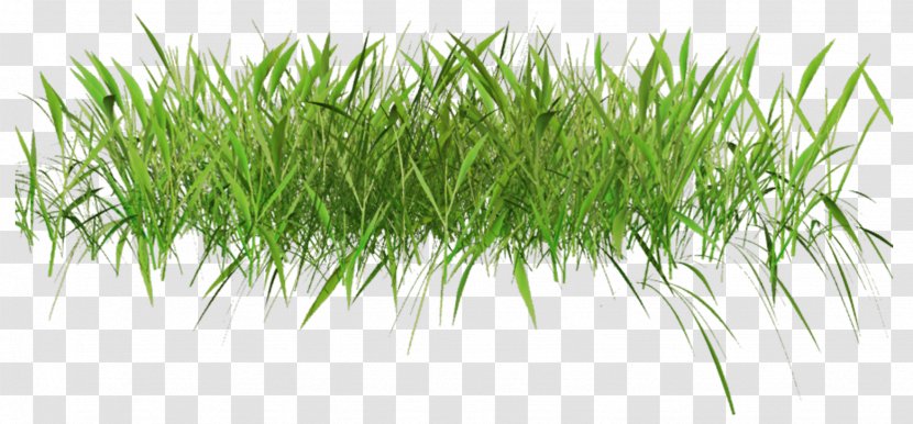 Lawn Clip Art - Grass - Campsite Transparent PNG
