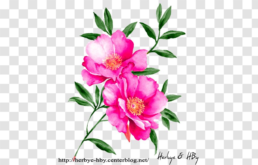 Watercolour Flowers Watercolor Painting Floral Design Drawing - Peony - Flower Transparent PNG