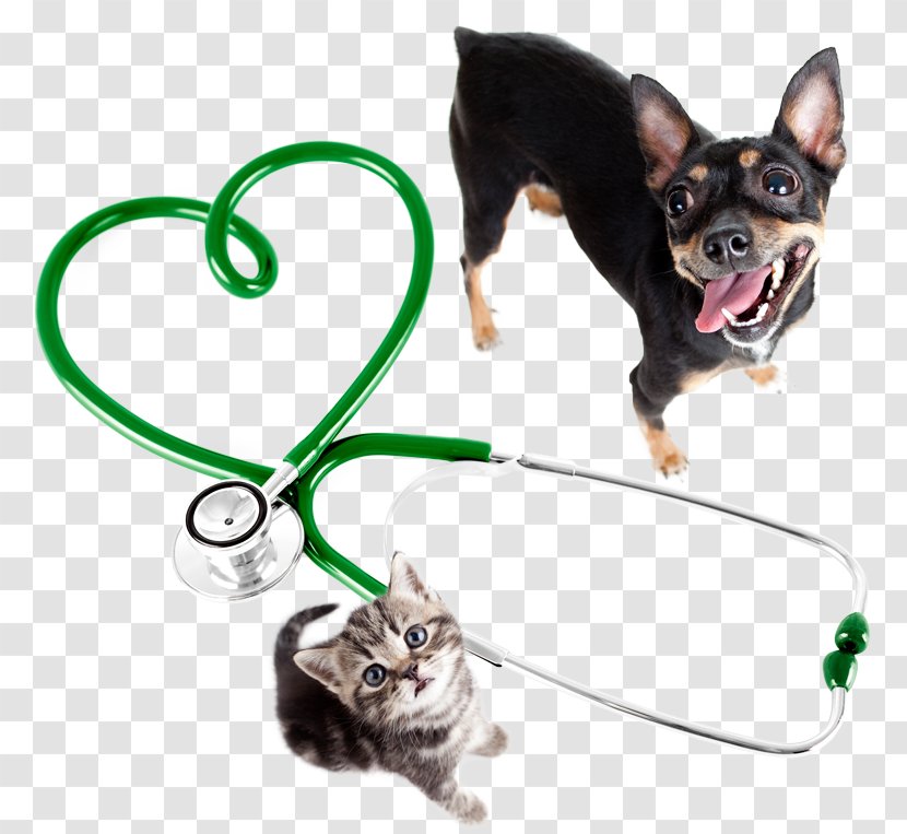 Cat Dog Veterinarian Pet Clinique Vétérinaire Transparent PNG