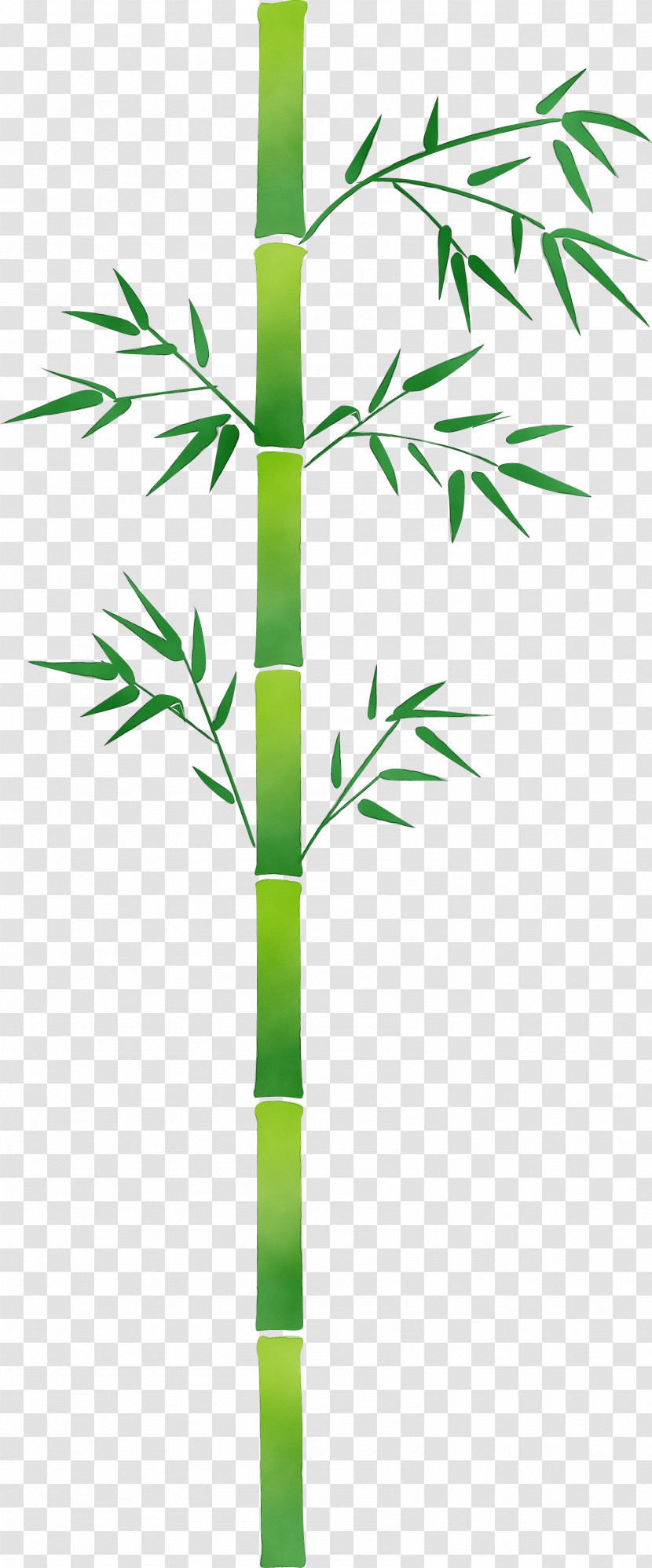 Bamboo Plant Stem Leaf Plant Tree Transparent PNG