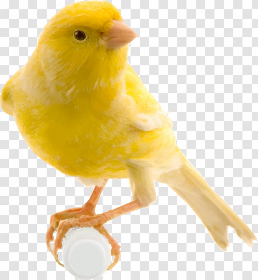 Bird Food Red Factor Canary Yellow Finch - Parrot Transparent PNG