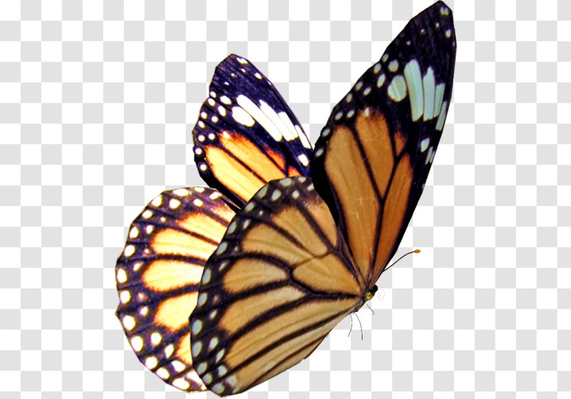 Monarch Butterfly Insect Stock Photography Transparent PNG