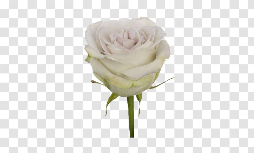 Garden Roses Cabbage Rose Floribunda Cut Flowers Floristry - Florist - Flower Transparent PNG