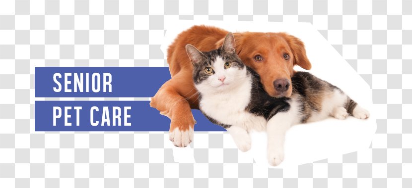 Dog–cat Relationship Staffordshire Bull Terrier Pet Veterinarian - Wolfdog - Cat Transparent PNG