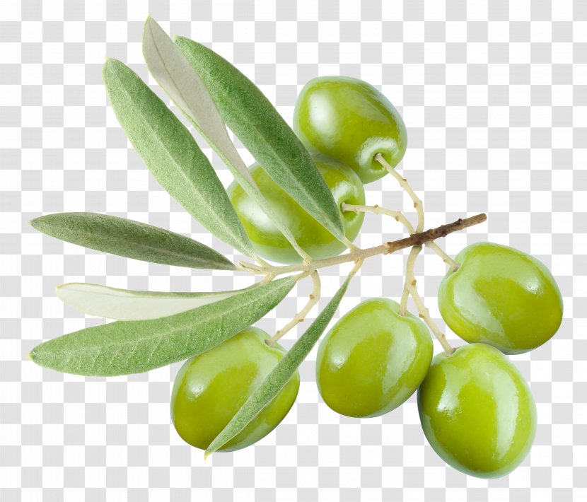 Olive Leaf Oil - Branch - Olives Transparent PNG