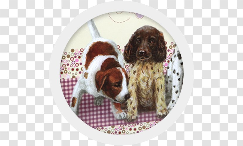 English Springer Spaniel Boykin Puppy Welsh Dog Breed Transparent PNG