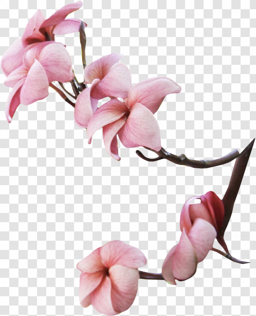 Flower Magnolia Photography Tree - Plumeria Transparent PNG