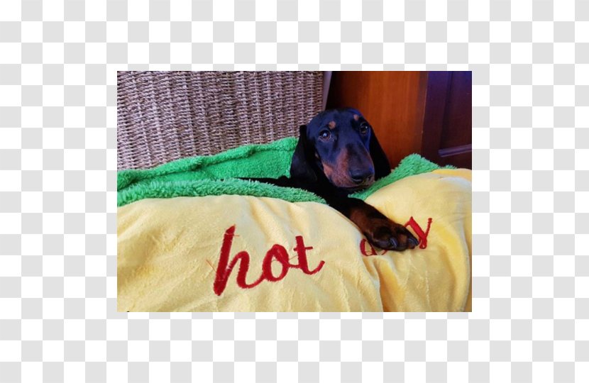 Dog Breed Dachshund Puppy Hot Bed - Art Transparent PNG