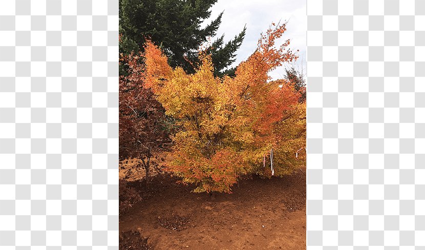 Sugar Maple Tree Deciduous Larch Nursery - Landscape - Specimens Transparent PNG