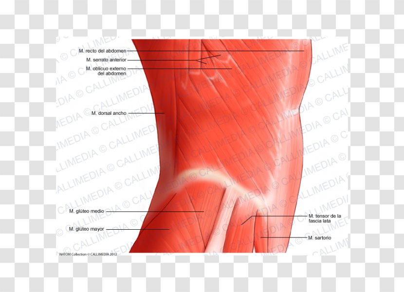 Hip Abdomen Rectus Abdominis Muscle Abdominal External Oblique - Frame Transparent PNG